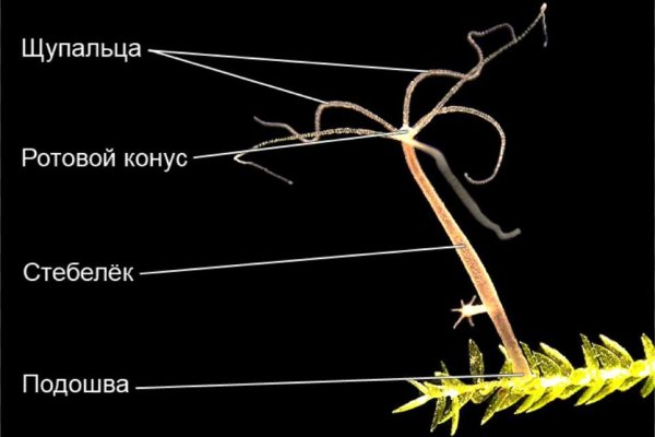 Кракен 2krnk